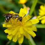 Abeille à miel.  מאבקת ומאובקת